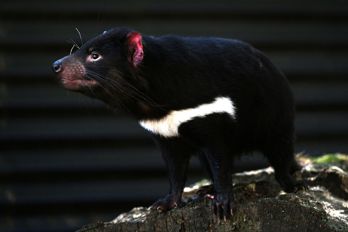 Decime Par Une Forme De Cancer La Resistance Inesperee Du Diable De Tasmanie Geo Fr