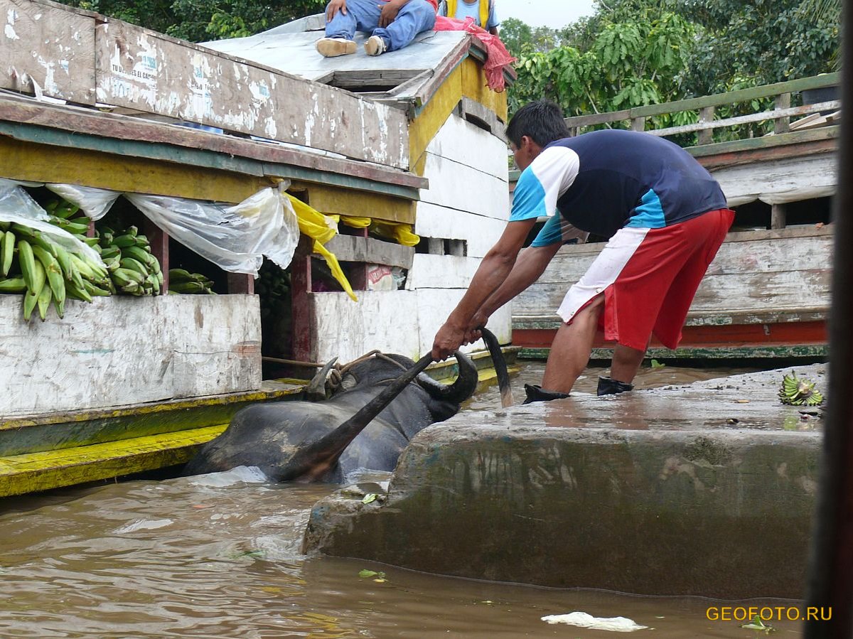 Отправление в 8.30, полтора часа в пути, обратный выезд в 16.30, весь путь комментируют экскурсоводы. Geofoto Ru Fotografii Amazonii Yuzhnaya Amerika Na Plotu Po Amazonii Ekvador Peru Kolumbiya Foto Amazoniya Tury V Amazoniyu Otdyh V Ekvadore Tropicheskie Lesa Otdyh A Amazonii Amazonka Amazonskie Dzhungli Tihij Okean Kolumbiya