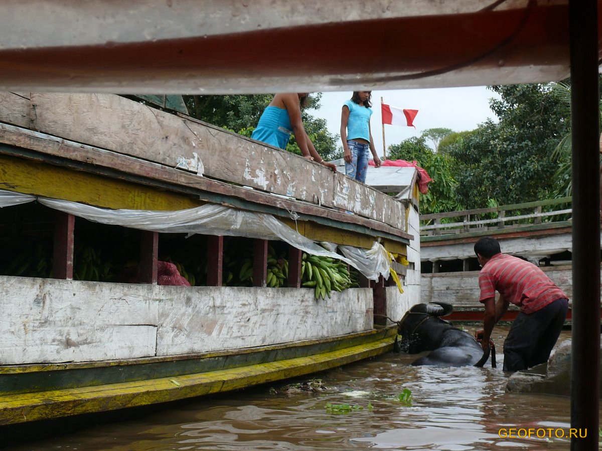 Авторский тур экспедиция в амазонию 2021. Geofoto Ru Fotografii Amazonii Yuzhnaya Amerika Na Plotu Po Amazonii Ekvador Peru Kolumbiya Foto Amazoniya Tury V Amazoniyu Otdyh V Ekvadore Tropicheskie Lesa Otdyh A Amazonii Amazonka Amazonskie Dzhungli Tihij Okean Kolumbiya