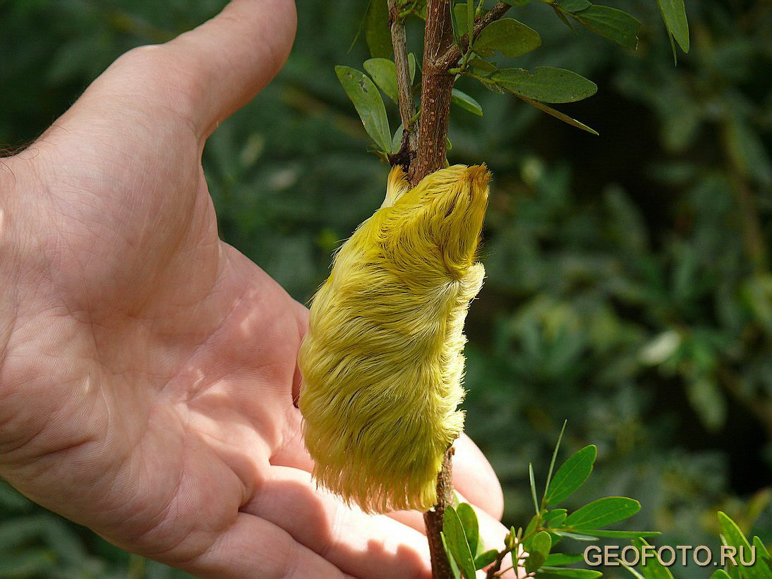 Билет стоит 30 brl на одного человека и по 15 brl — на его попутчиков. Geofoto Ru Fotografii Amazonii Foto Amazoniya Tury V Amazoniyu Otdyh V Ekvadore Otdyh A Amazonii Amazonka Amazonskie Dzhungli Tihij Okean Kolumbiya Peru Stolica Kito Andy Dejstvuyushij Vulkan San Kristobal Guayakil Kolonialnaya Arhitektura