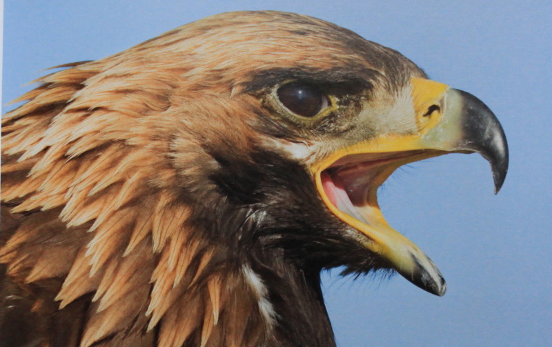 Si vous cherchez des mots à l'aide de quelques lettres de ces mots et év. UNE ADMIRABLE CÃLÃBRATION PHOTOGRAPHIQUE DES AIGLES | Georges LÃ©vÃªque