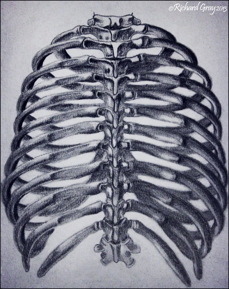 Use a wavy line to enclose the elongated shape of the body of the sternum. Human Rib Cage Drawing at GetDrawings | Free download