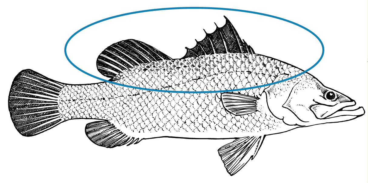 Tilapia) and a small mammal (e.g. Tilapia Fish Drawing at GetDrawings | Free download