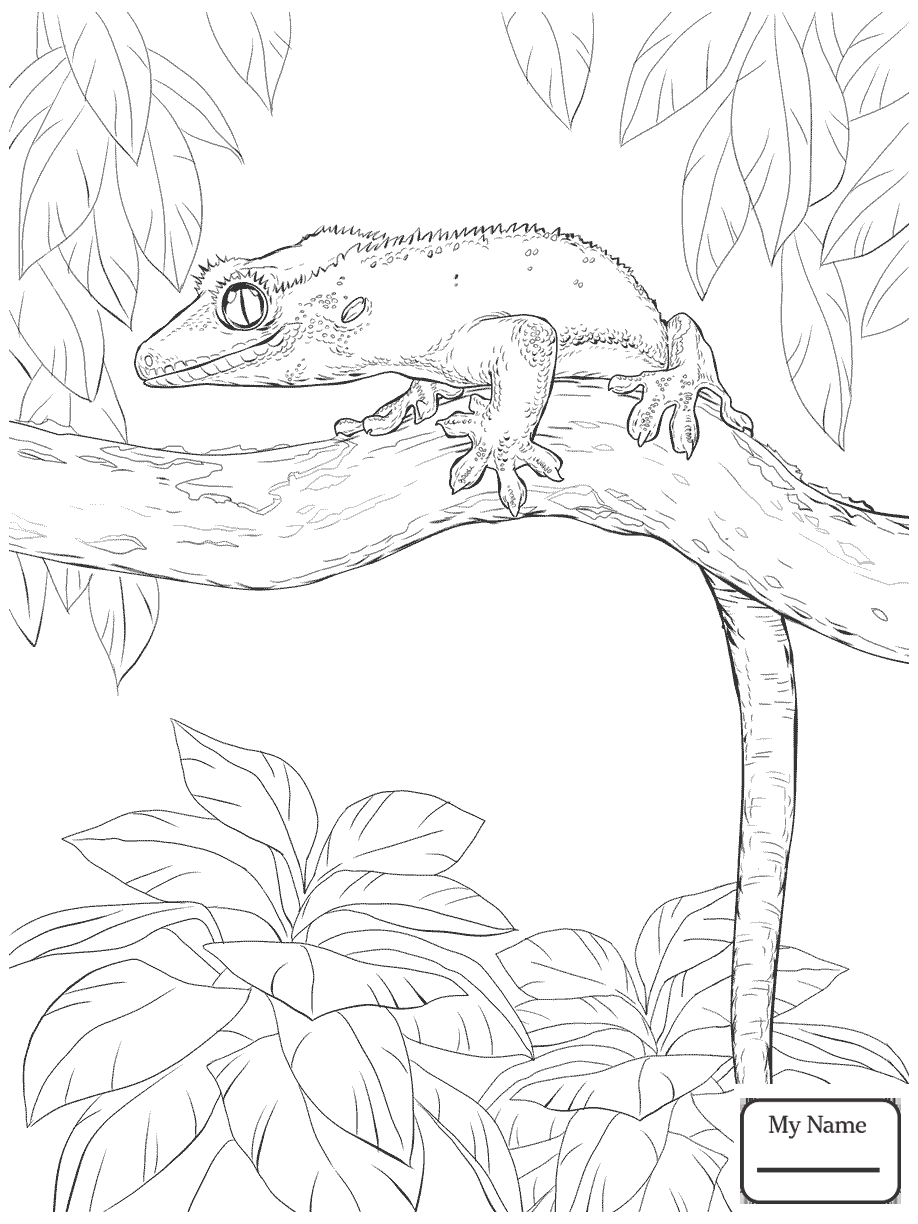 Most leopards are light colored with distinctive dark spots that are called rosettes, because they resemble the shape of a rose. Leopard Gecko Drawing at GetDrawings | Free download