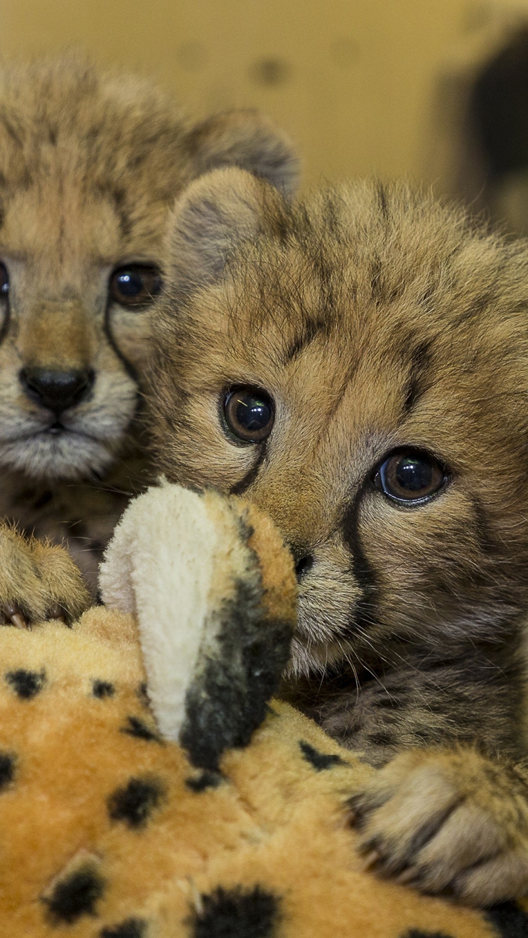 The baby blues are perfectly normal in the immediate postpartum period and typically include sadness, mood swings, and even anger. Baby Cheetah Wallpaper (66+ images)