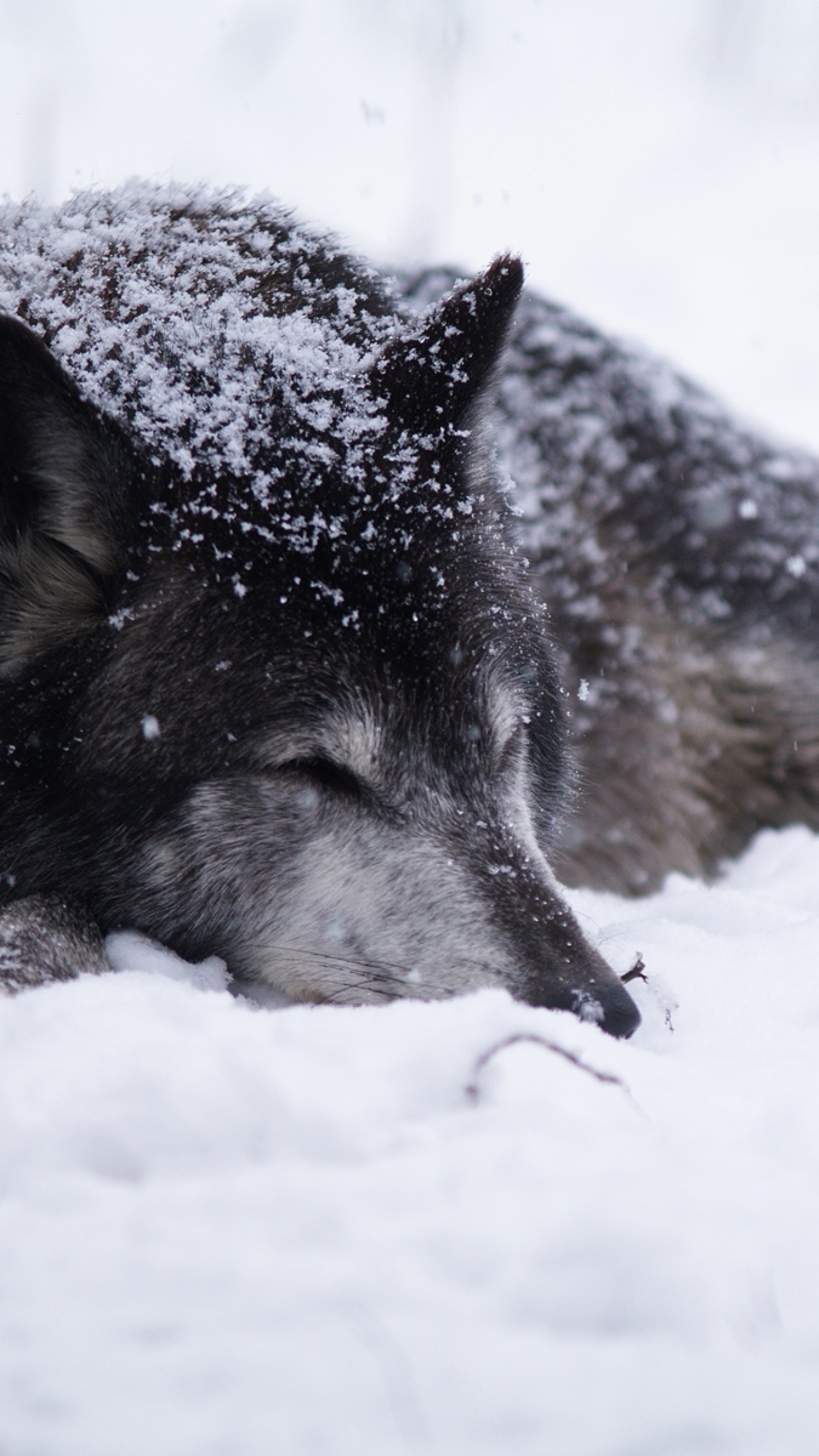 Follow the vibe and change … Galaxy Wolf Wallpaper (69+ images)