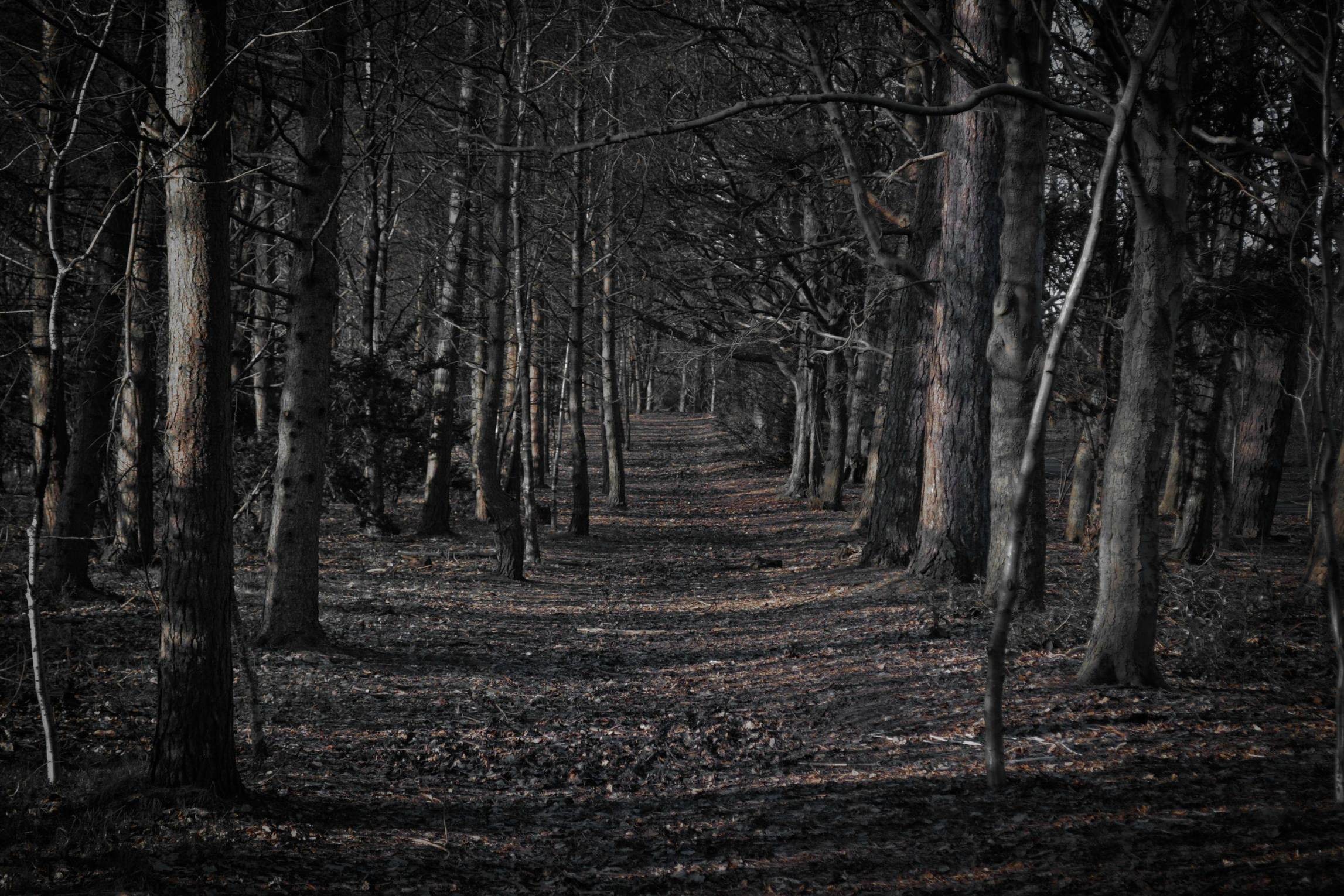 Cartoon Forest Wallpaper