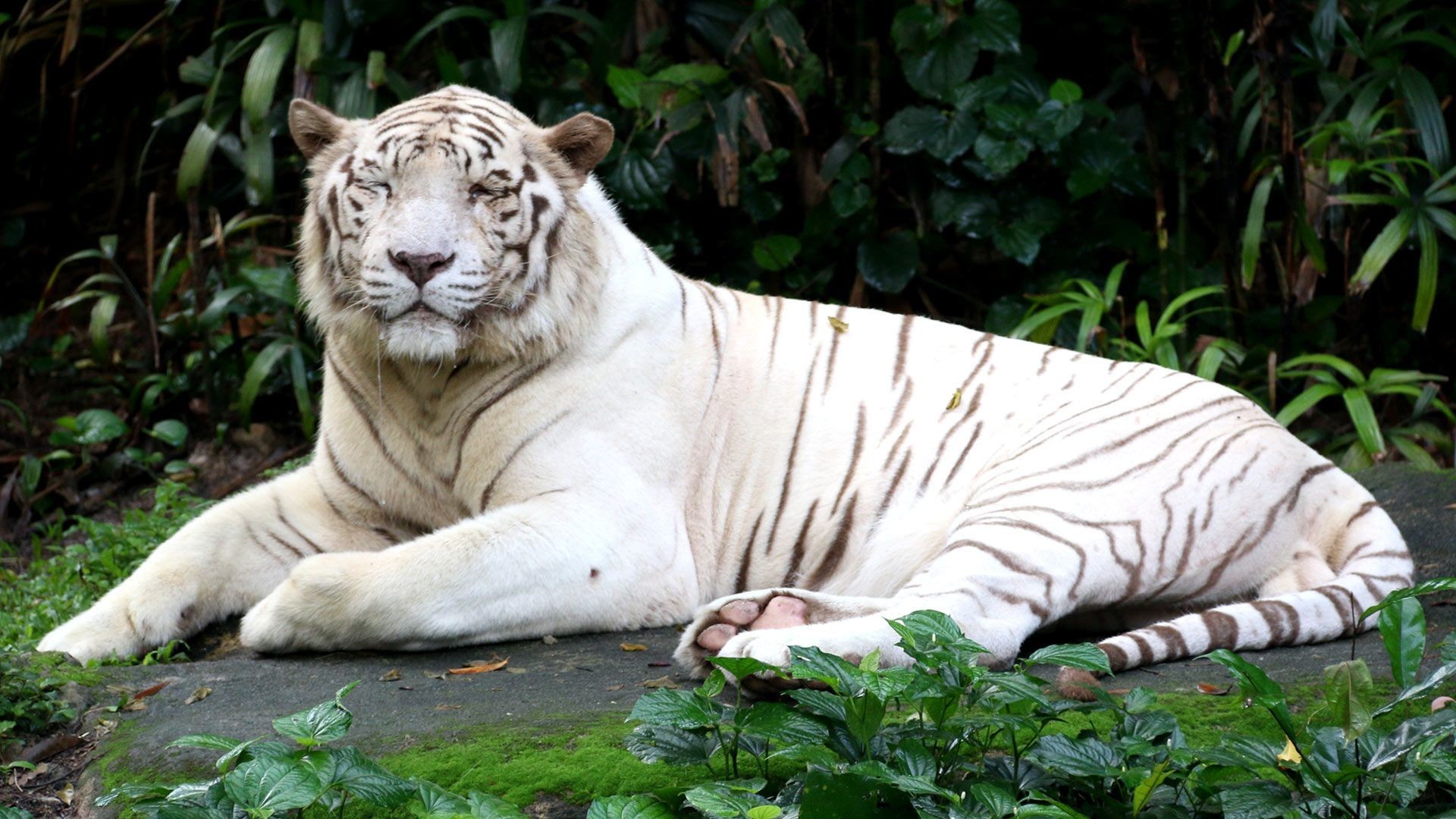 White Tiger Wallpaper Hd 1080p Novocom Top