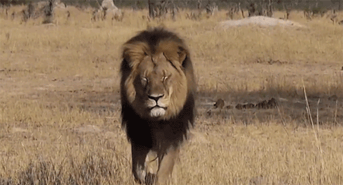 292 Lion Gifs Gif Abyss
