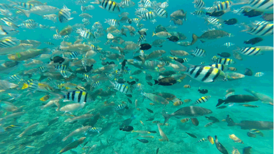 Proudly display beautiful rog wallpapers on your gaming desktop or laptop. Gif Wallpaper Hd Download Fish - Fish Gifs 190 Animated