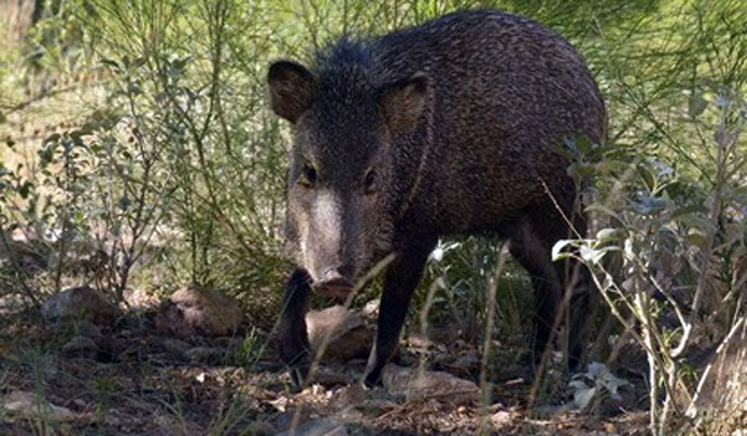 Prepare now for upcoming 2026 spring hunt draw Prepare now for upcoming 2026 spring hunt draw