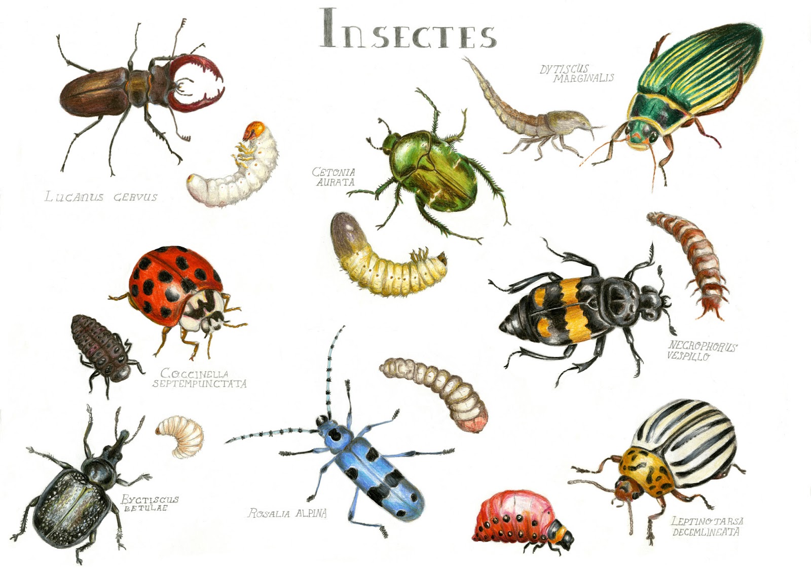 Fini Le Gaspillage Grace Aux Insectes Globalgoodness
