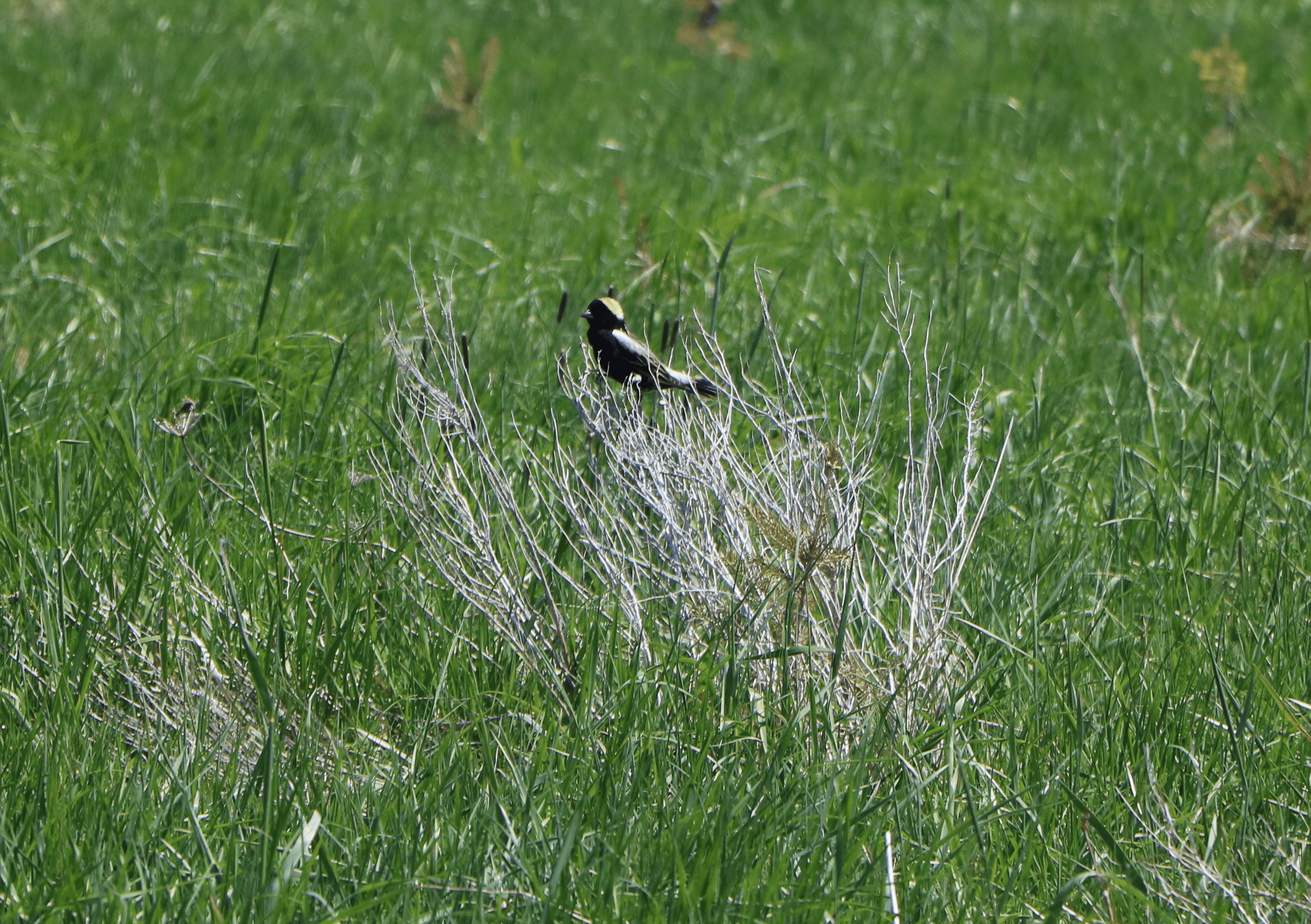 A Conservação Cataraqui visa restaurar o habitat do bobolink em Lemoine Point – Kingston