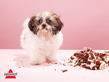 Instagram Videos: Bissell Australia