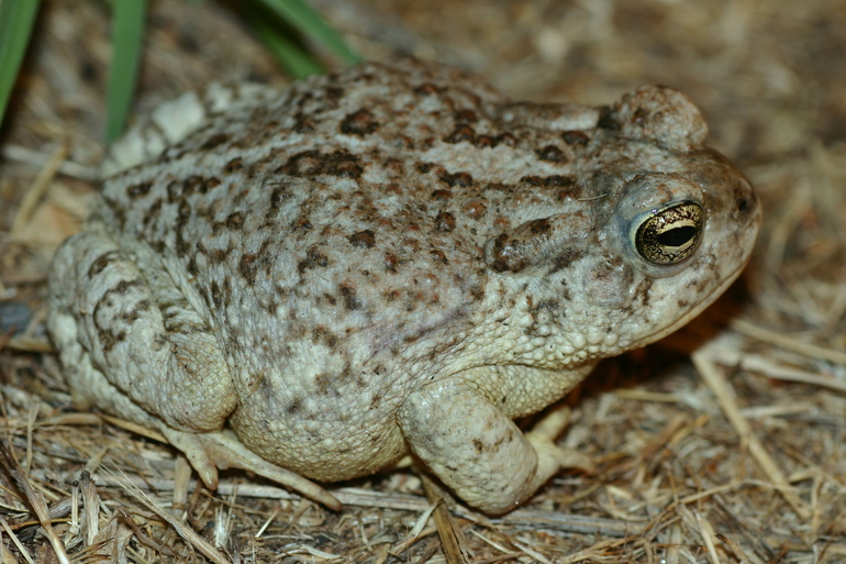 Frogs and Toads of Nevada