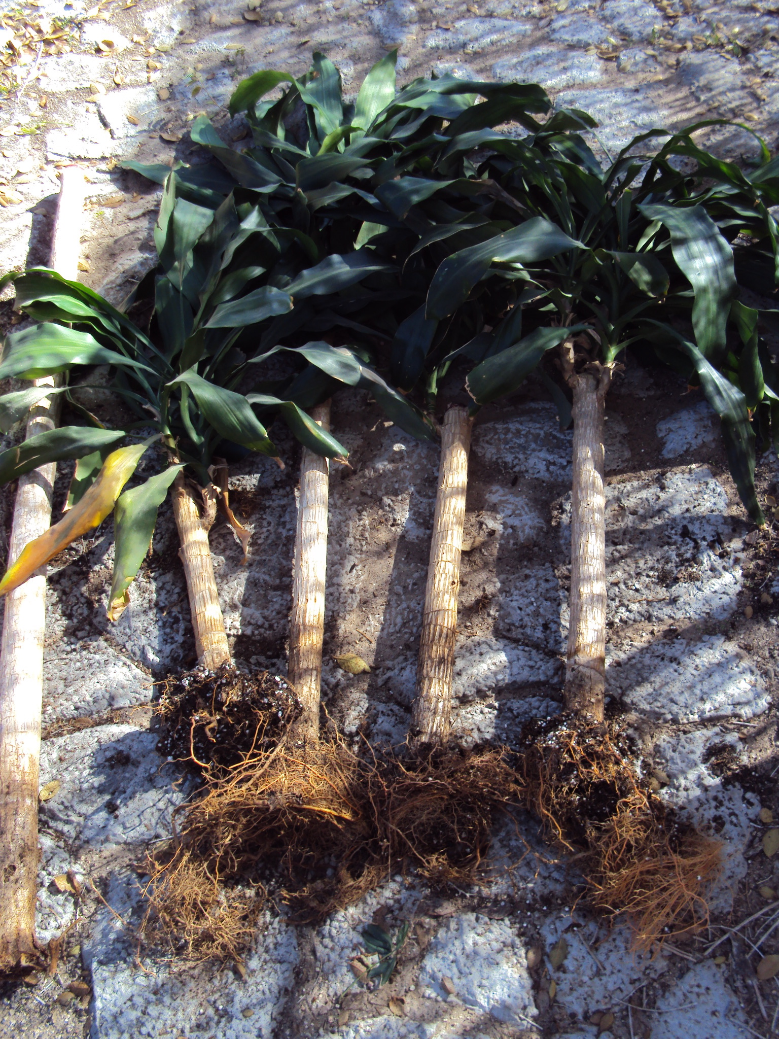 [Thursday Plants 101] How to Repot a Corn Plant