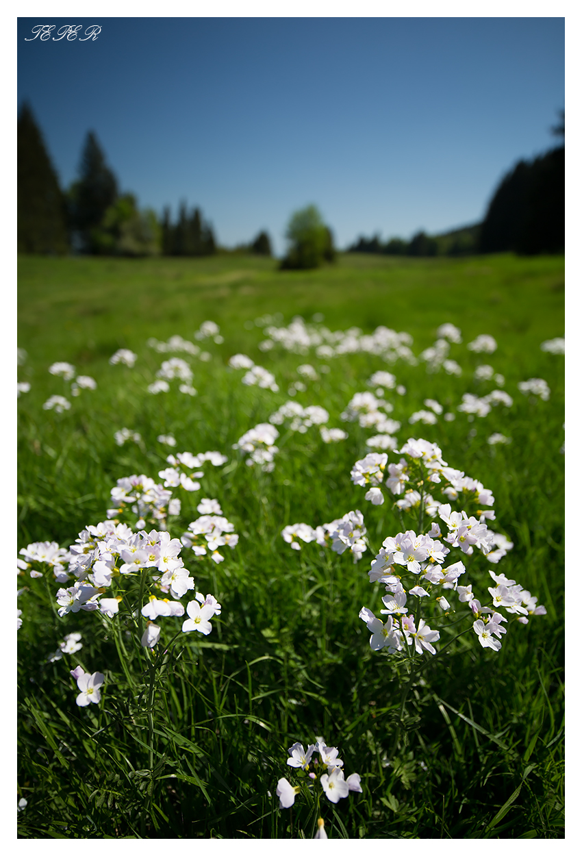 Carl Zeiss Milvus 18mm 2 8 Gorm Teper