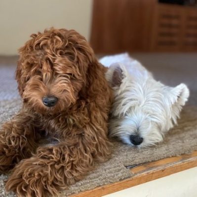 f1bb goldendoodle price