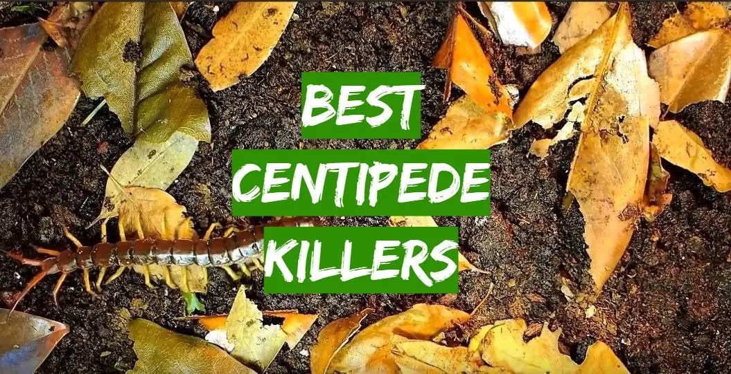 Those without an outdoor power outlet may breathe a sigh of relief with this bug z. Top 5 Best Centipede Killers 2020 Review - Grass Killer