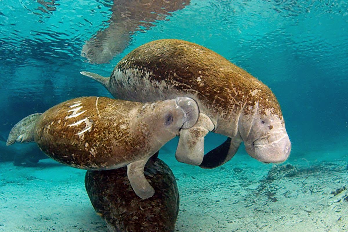 25% of manatee mortality results from collisions with watercraft.