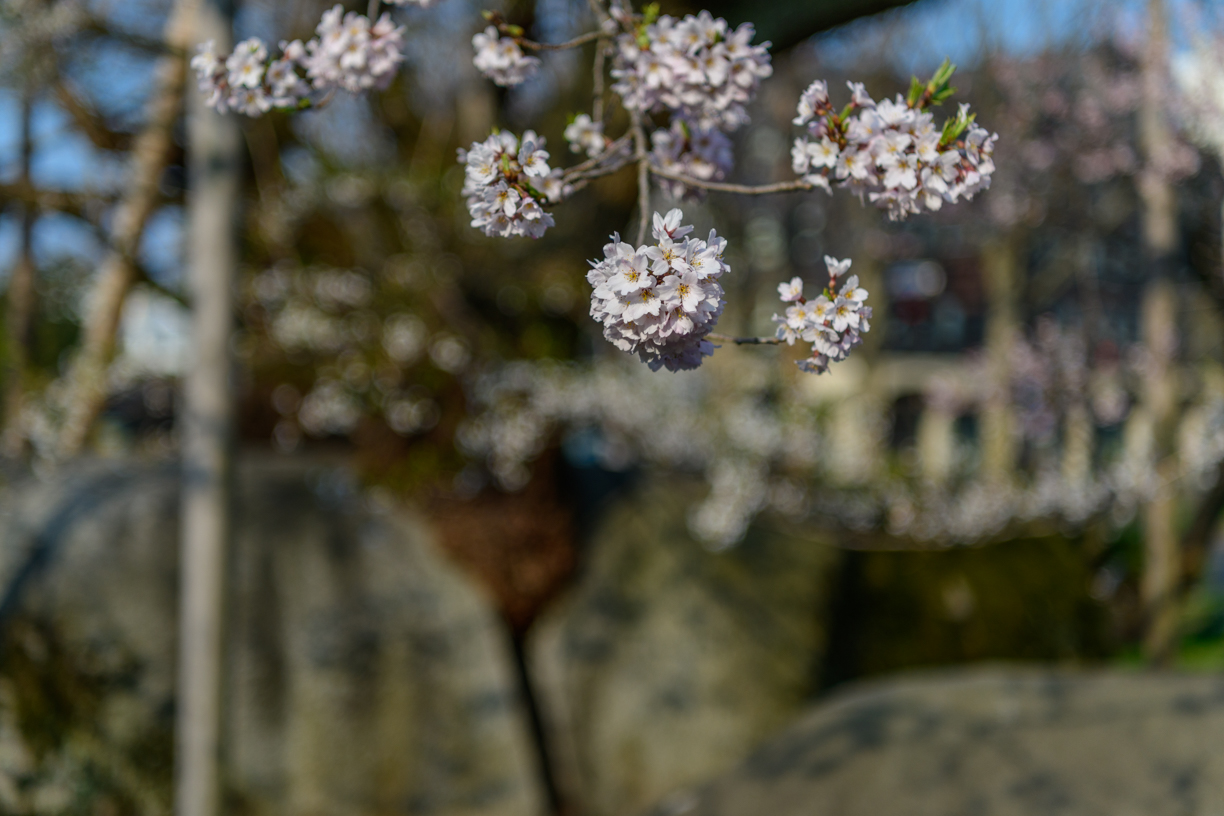 石割桜 | グリーン交通 ｜ 青森県弘前市のタクシーなら