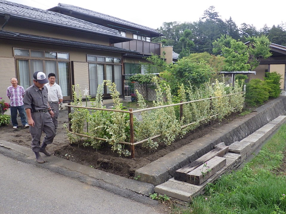 植栽フイリマサキの生垣の植え込み エクステリアガーデン お庭の設計 施工の専門店グリーン企画