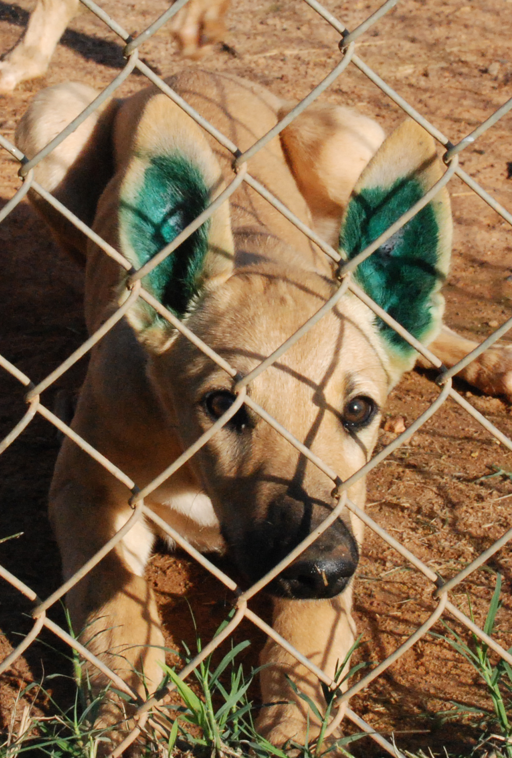 How To Read Your Greyhound's Ear Tattoos | Greyhound Articles Online 1500_x_1014_jpg