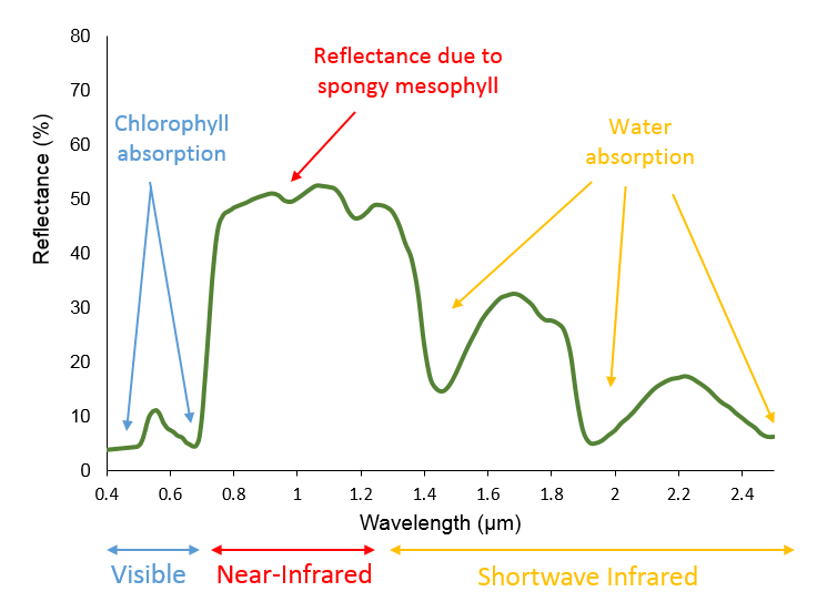 Vegetation Spectral Signature Cheat Sheet