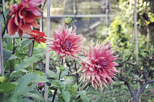 Hello Dahlia’s, Anemonopsis and Sowing Pansies