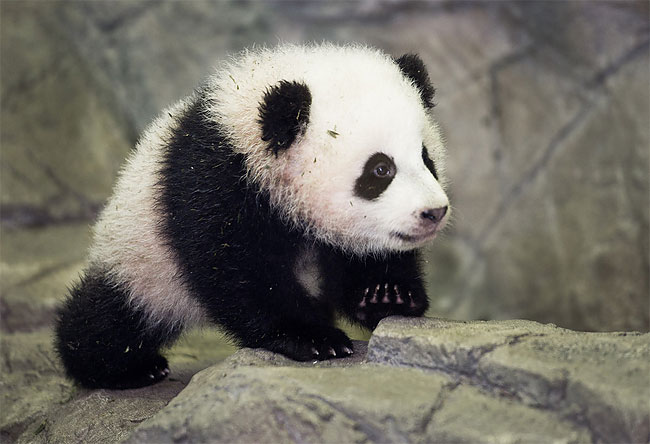 Encuentra más productos de ropa y accesorios, equipaje, bolsos y carteras, . Washington Zoo Packed for Panda Cub Debut [Video