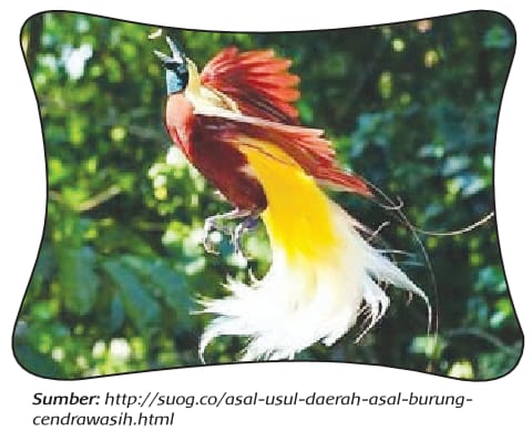 Asal Usul Burung Cenderawasih - Gurune.net