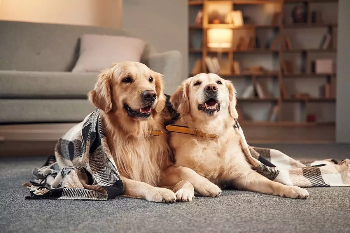 Snuggle Buddies: The Ultimate Winter Dog Companions