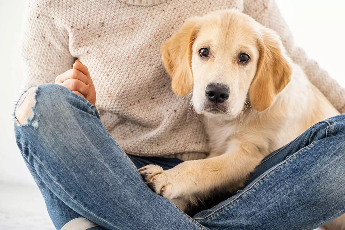 Astonishing Insights: The Emotional Intelligence of Our Canine Companions