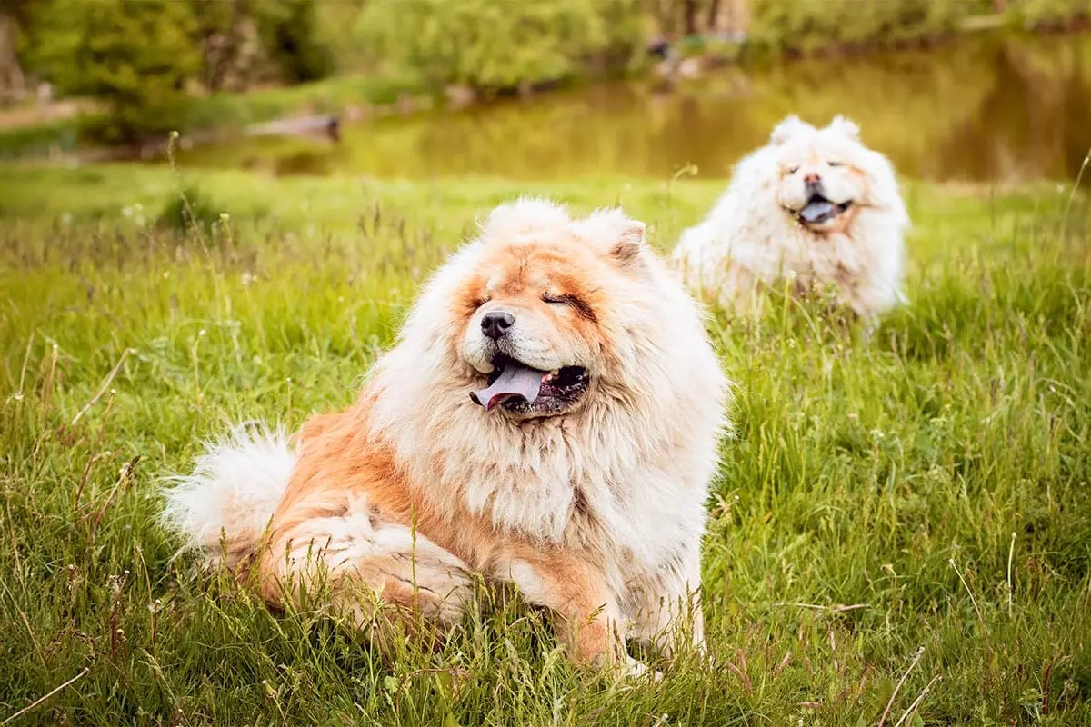 Cozy Companions: The Best Mellow Dog Breeds for Your Relaxation Needs