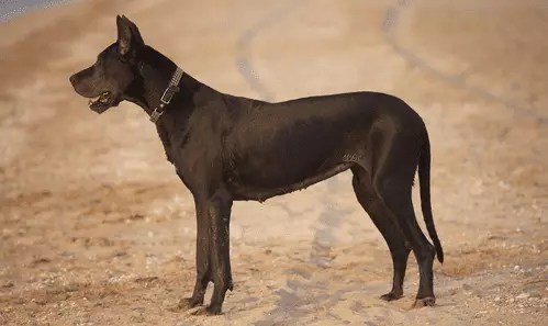 The Heartbreaking Reality of Dog Lifespan: A Tribute to Our Furry Friends