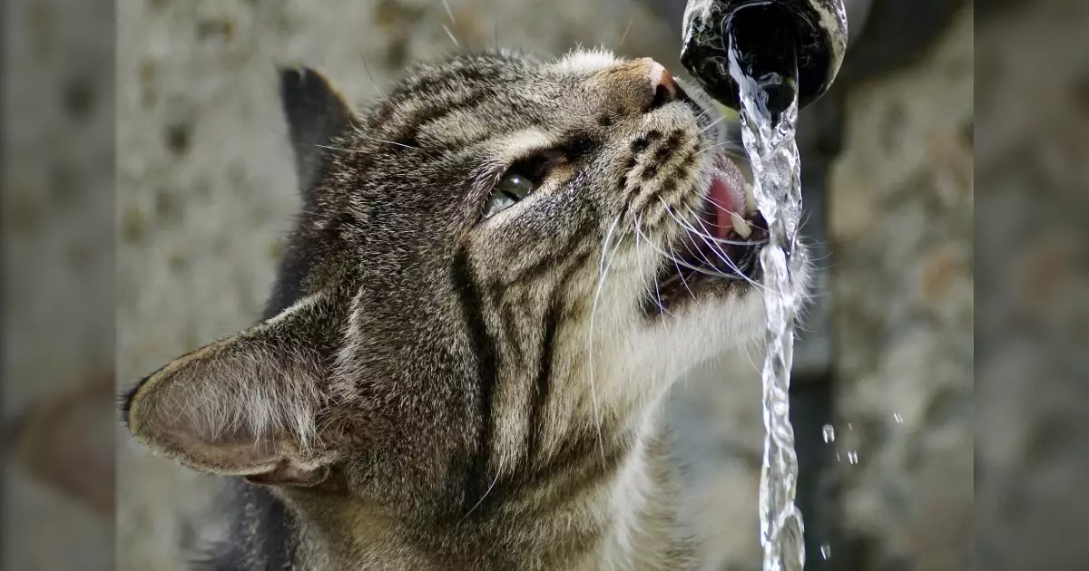 Reigniting the Spark: How Proper Maintenance Transforms Your Cat’s Water Experience