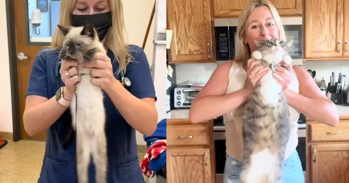 Unlocking Feline Personalities: The Surprising Power of an Old Wives’ Tale