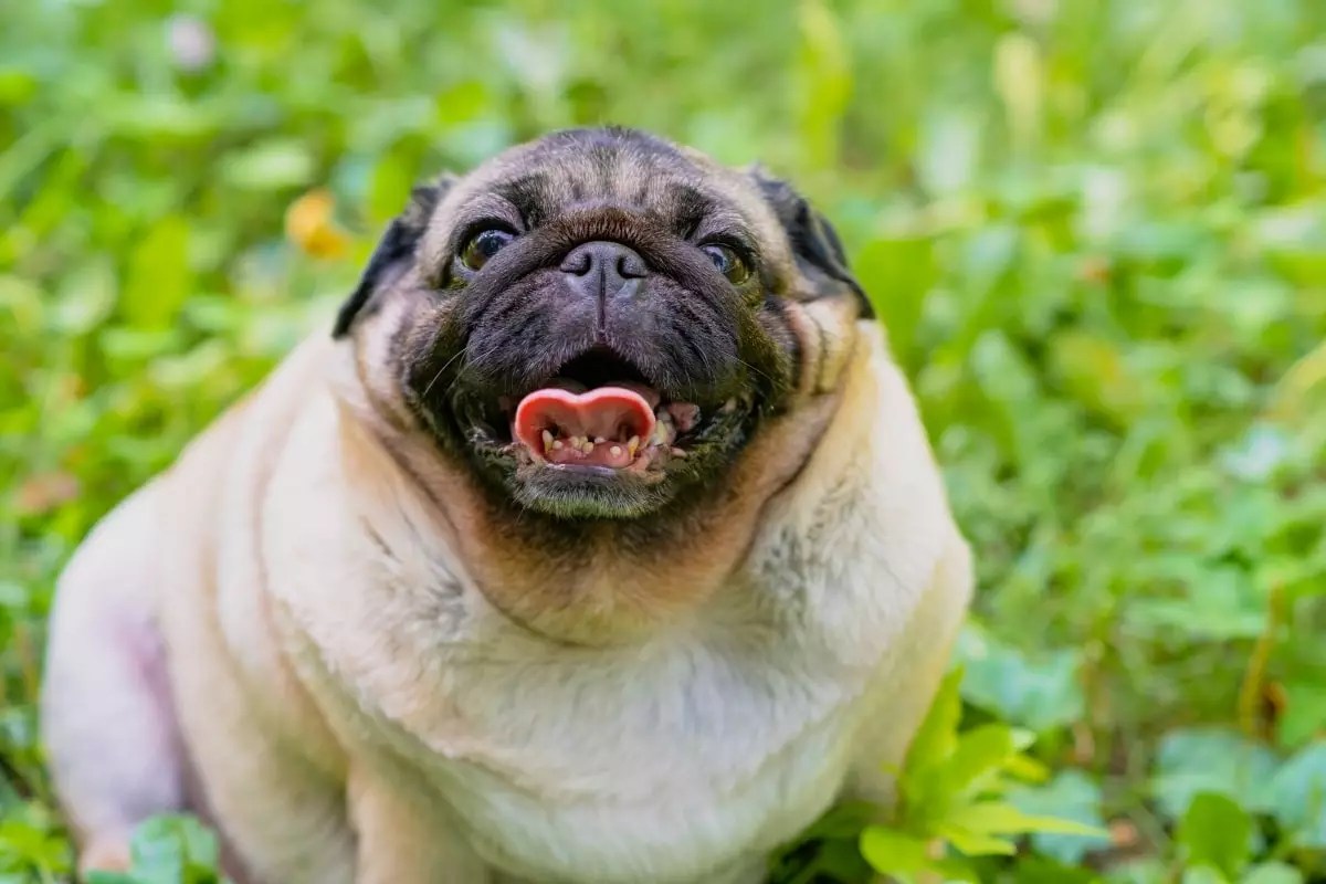 Unleashing Joy: How Aging Dogs Keep Their Playful Spirit Alive and Enrich Our Lives