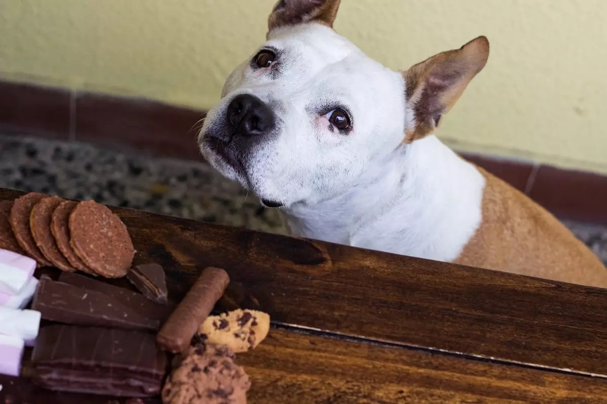 The Hidden Dangers of Candy: Protecting Your Dog from Chocolate Toxicity