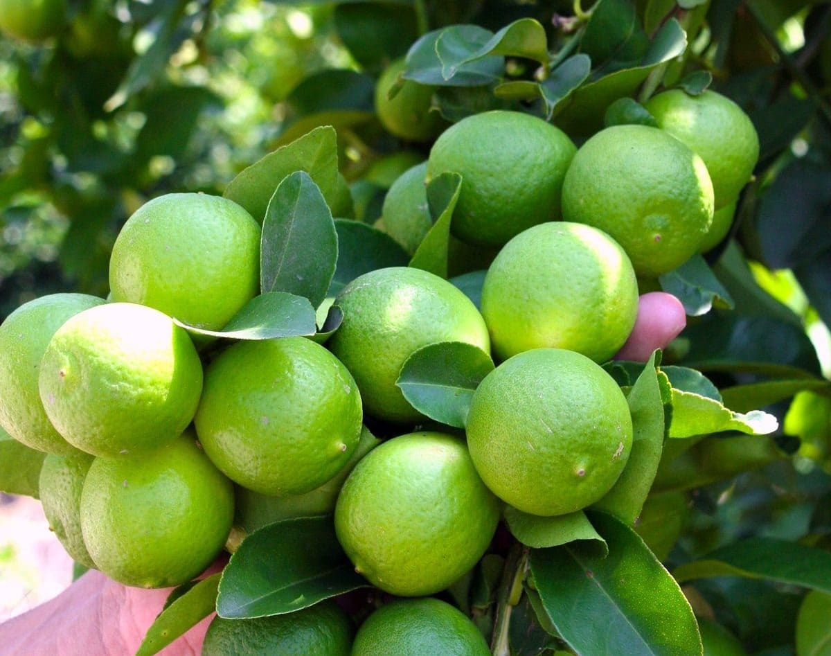 Necesitas semillas de un limón orgánico para que puedan germinar; Descubre Todo Sobre Como Sembrar Limon Y Mucho Mas
