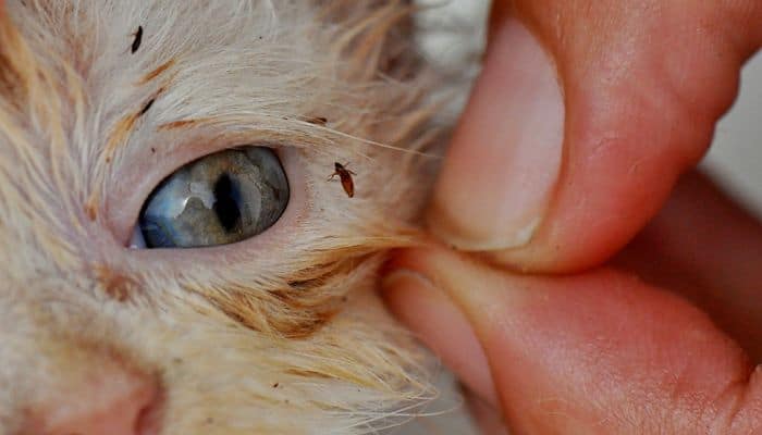 Las picaduras infectadas pueden volverse dolorosas, rojas y llenas de pus, con signos de supuración o formación de costras alrededor del sitio original de la picadura. Pulgas: ReproducciÃ³n, enfermedades, sÃ­ntomas y mÃ¡s.