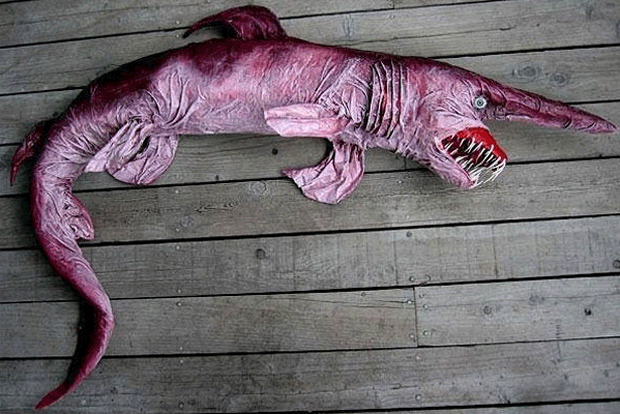 Yawnha when he gets nommed in frooks while . Really Strange Animals You Didnât Know Exist - Featured Article