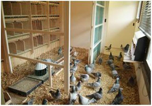 Famili & Asal-Usul Merpati Hias | Merpati Hias - Fancy Pigeon 445_X_640_jpg