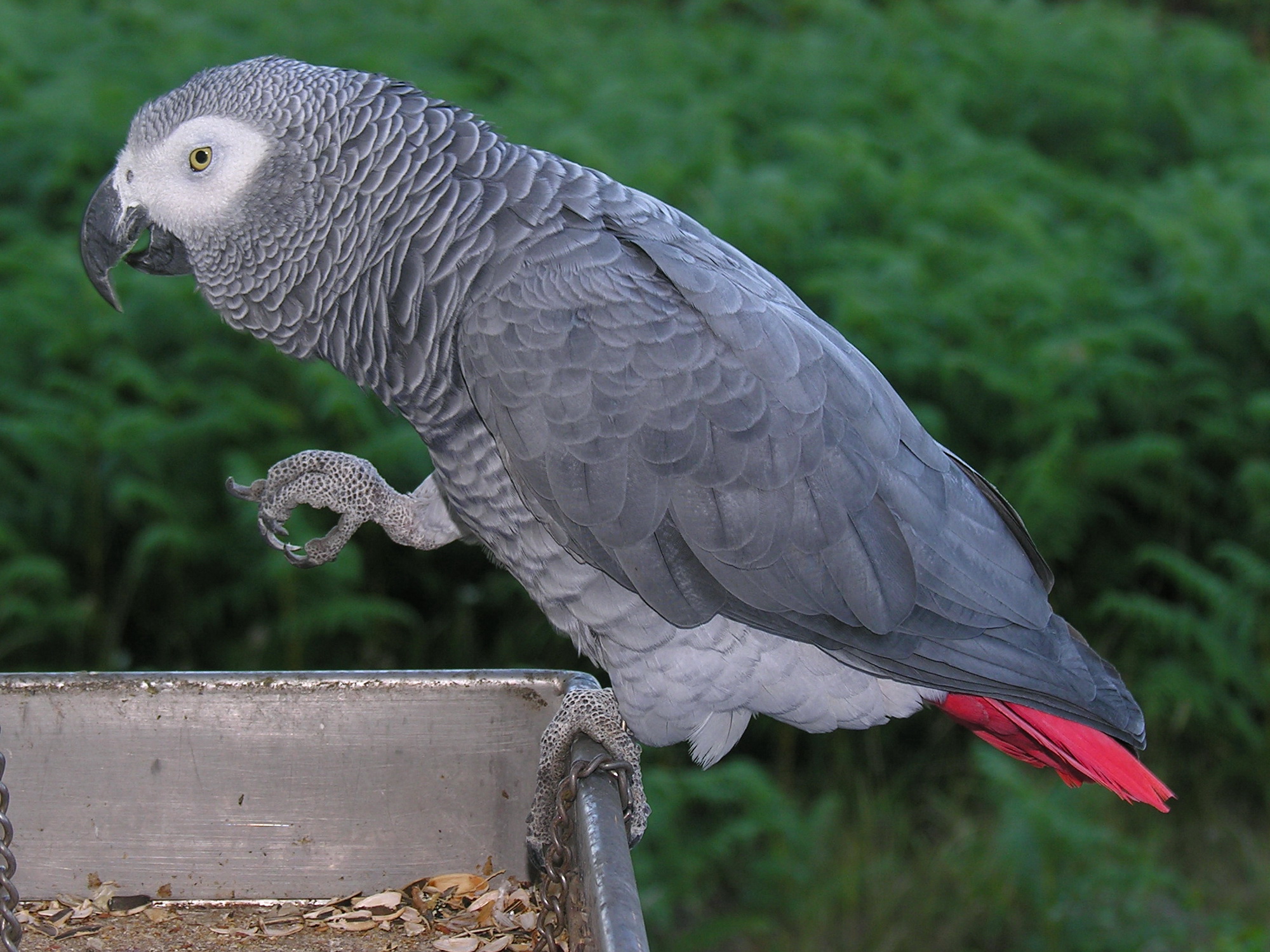 Ternak Burung African Grey Parrot - (www.dailymaverick.co.za)