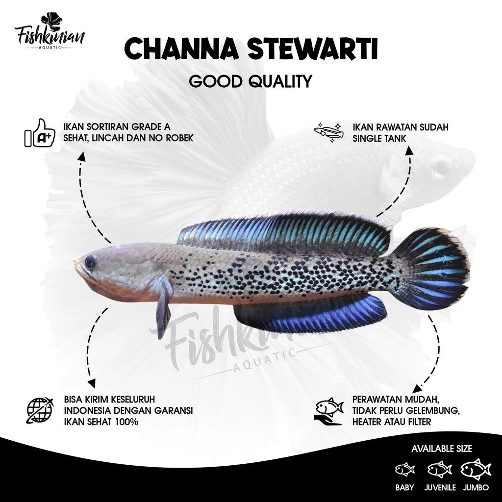 Harga Channa Stewartii (Instagram.com/meenkaran_ig)