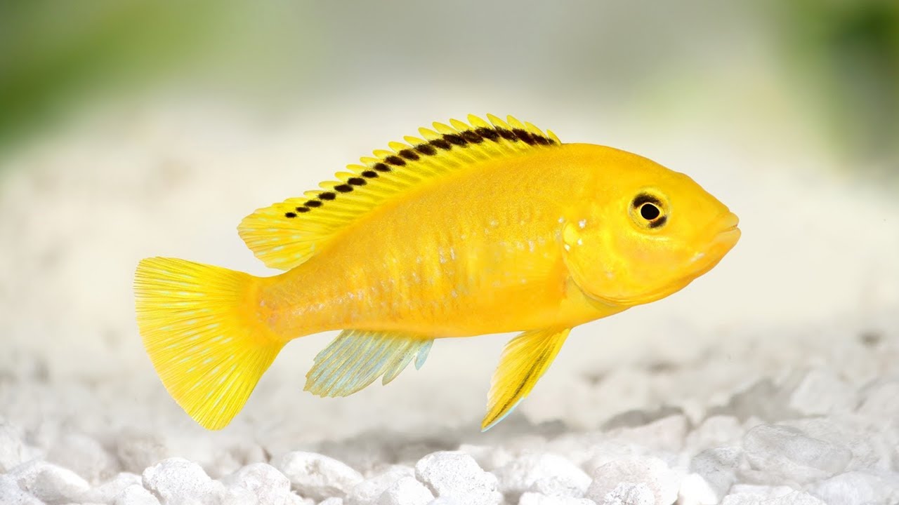 Ikan Lemon (sumber: acuarioadictos.com)