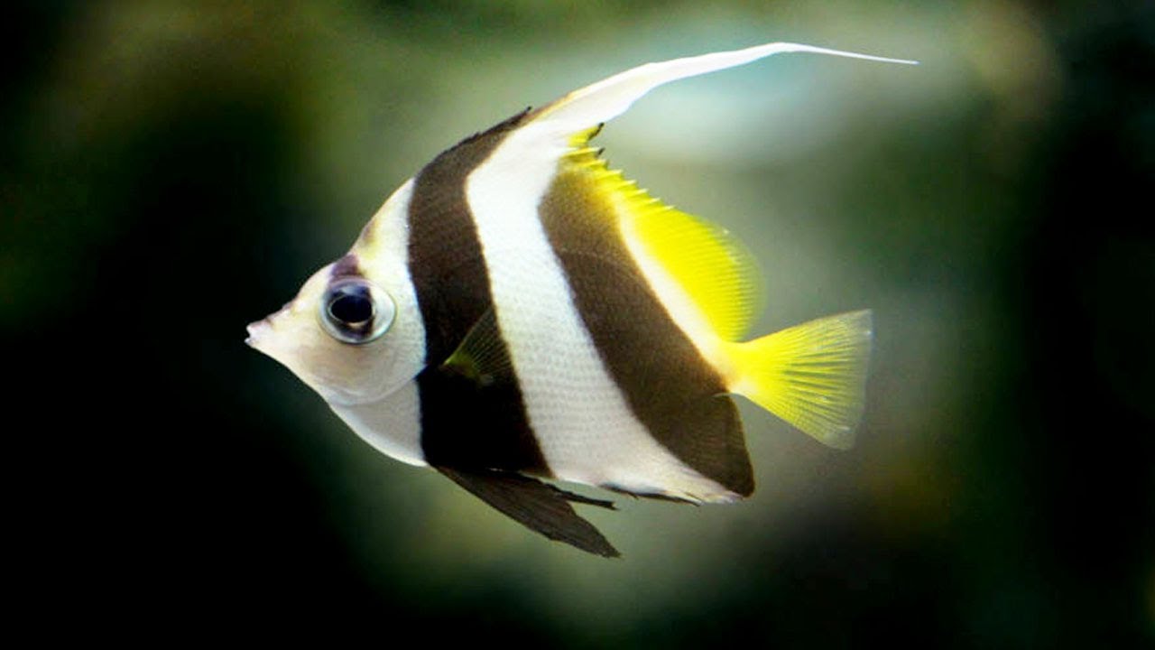 Ikan Manfish atau Pterophyllum scalare (sumber: akvaguru.hu)