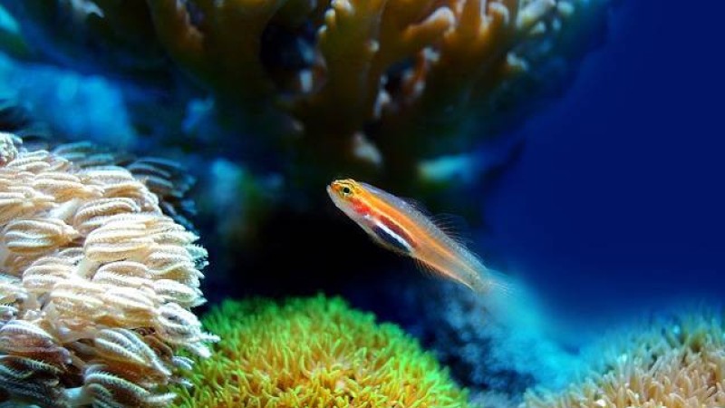  Oksigen untuk Ikan atau Aerator (sumber: herper.com)