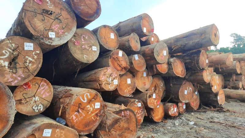 Kayu Meranti (sumber: nifinternasional.co.id)