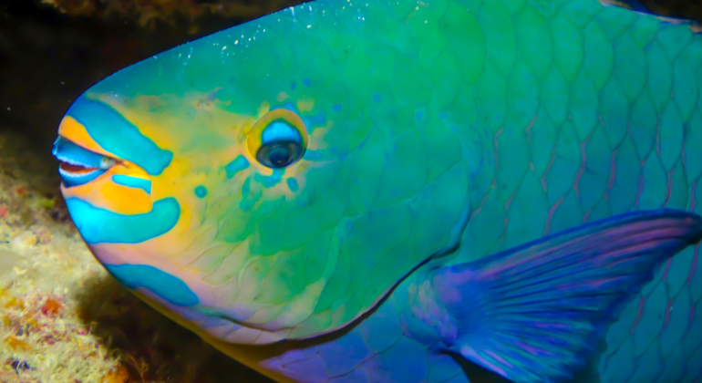 Harga Ikan Red Parrot (sumber: aquariadise.com)